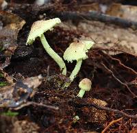 Lepiota trichroma image