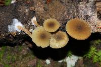 Simocybe centunculus var. centunculus image