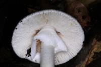 Amanita arocheae image