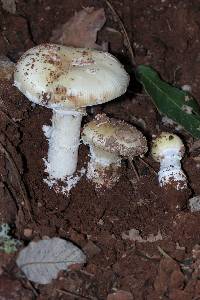 Amanita gemmata image