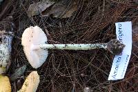 Amanita bisporigera image