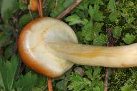 Hypholoma fasciculare image