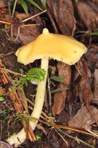 Entoloma murrayi image