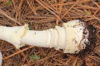 Amanita muscaria image