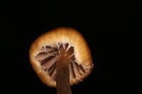 Psilocybe mexicana image