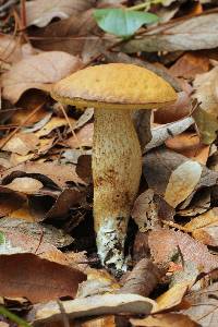 Leccinum rugosiceps image