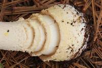 Amanita muscaria image