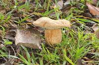 Boletus variipes image