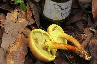 Pulveroboletus ravenelii image