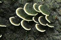 Trametes versicolor image