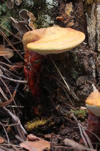 Ganoderma meredithiae image