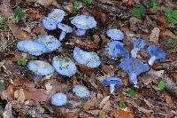 Lactarius indigo image