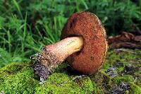 Boletus subvelutipes image