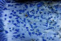 Lactarius indigo image