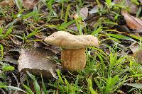 Boletus variipes image