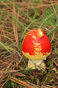 Amanita muscaria image