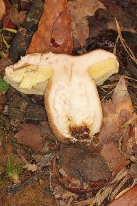 Boletus variipes image