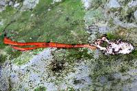 Image of Ophiocordyceps caloceroides