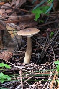 Lactarius lignyotus image