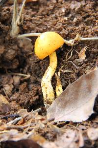 Pulveroboletus curtisii image