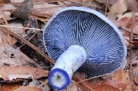 Lactarius indigo image