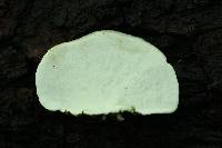 Trametes versicolor image