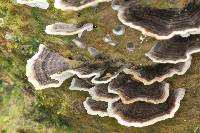 Trametes versicolor image