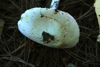 Amanita bisporigera image