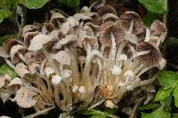 Coprinellus disseminatus image