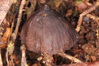 Psilocybe neoxalapensis image