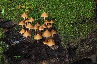 Psilocybe yungensis image