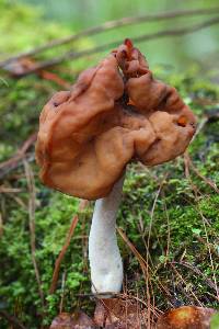 Gyromitra infula image