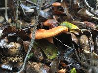 Lactarius rubidus image