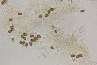 Psilocybe mexicana image