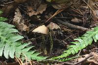 Psilocybe zapotecorum image