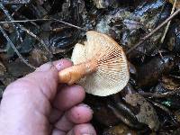 Lactarius rubidus image