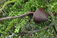 Psilocybe neoxalapensis image