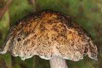 Austroboletus neotropicalis image