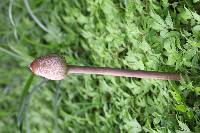 Macrolepiota colombiana image