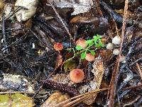 Mycena californiensis image