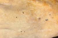 Cymatoderma caperatum image