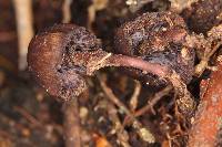 Psilocybe neoxalapensis image