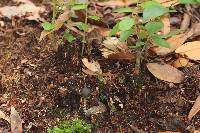 Psilocybe neoxalapensis image