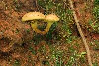 Pulveroboletus ravenelii image