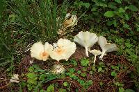 Clitocybe gibba image