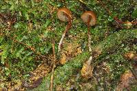 Psilocybe heimii image