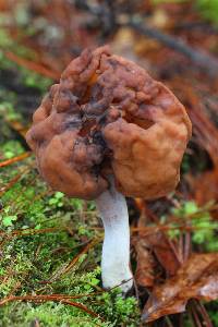 Gyromitra infula image