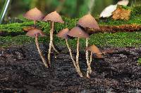 Psilocybe yungensis image