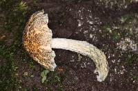 Austroboletus neotropicalis image