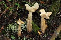 Helvella crispa image